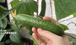 最新更新网红吃瓜网,娱乐圈风云再起，揭秘明星幕后故事
