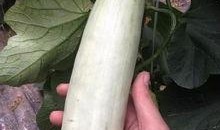 最新更新网红吃瓜网,娱乐圈风云再起，揭秘明星幕后故事